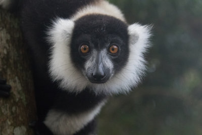 Madagascar 2017
