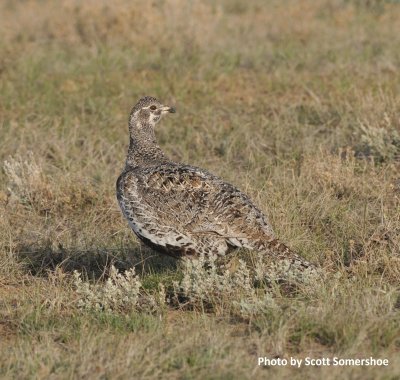 Greater Sage-Grouse (female), Jackson Co, CO