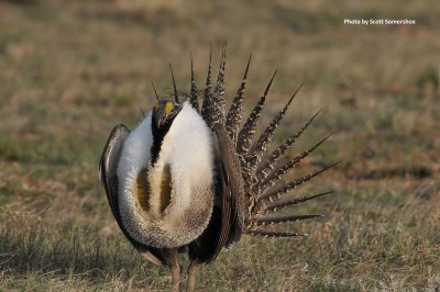Greater Sage-Grouse, Jackson Co, CO
