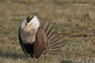 Greater Sage-Grouse, Jackson Co, CO