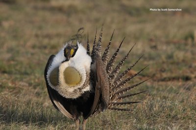 Greater Sage-Grouse, Jackson Co, CO