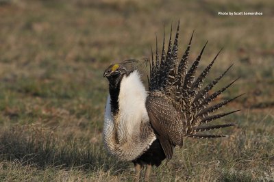 Greater Sage-Grouse, Jackson Co, CO