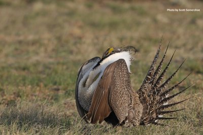 Greater Sage-Grouse, Jackson Co, CO