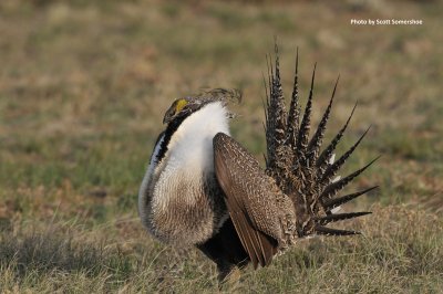 Greater Sage-Grouse trip, April 2017