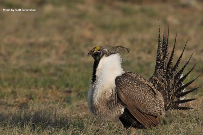 Greater Sage-Grouse, Jackson Co, CO
