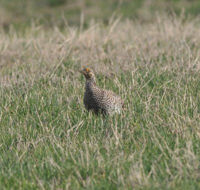 Sharp-tailed Grouse, Routt Co., CO