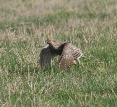 Sharp-tailed Grouse, Routt Co., CO