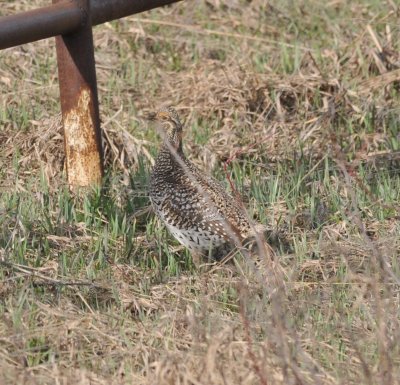 Sharp-tailed Grouse, Routt Co., CO