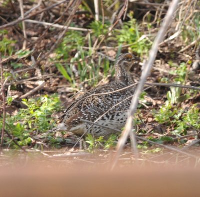 Sharp-tailed Grouse, Routt Co., CO