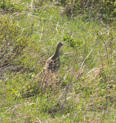 Sharp-tailed Grouse, Routt Co., CO