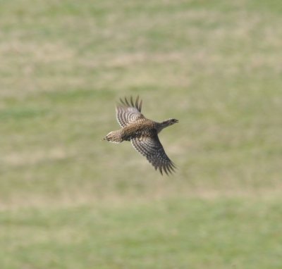 Sharp-tailed Grouse, Routt Co., CO