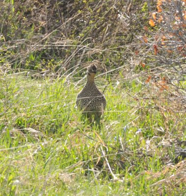 Sharp-tailed Grouse, Routt Co., CO