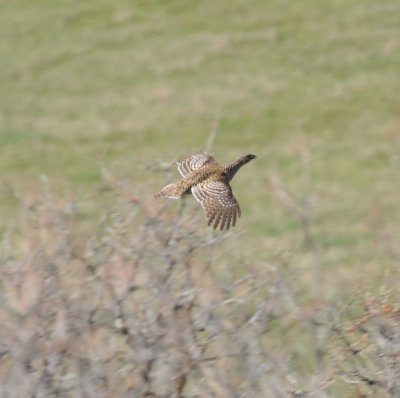 Sharp-tailed Grouse, Routt Co., CO