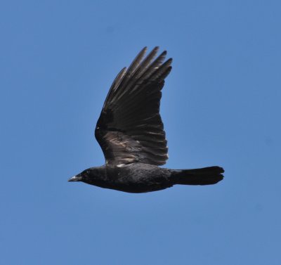 American Crow, Brush Hollow SWA, Fremont Co, CO, April 2017