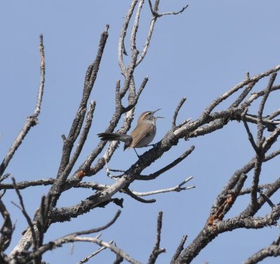 Bewick's Wren, Brush Hollow SWA, Fremont Co, CO, April 2017