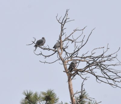 Band-tailed Pigeon, near Greenwood CO, April 2017