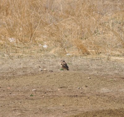 Burrowing Owl, Jefferson Co., CO. April 2017