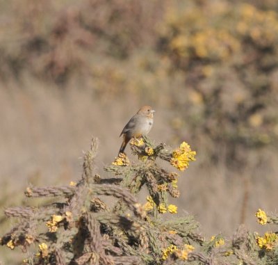 Canyon Towhee, El Paso Co., CO, April 2017