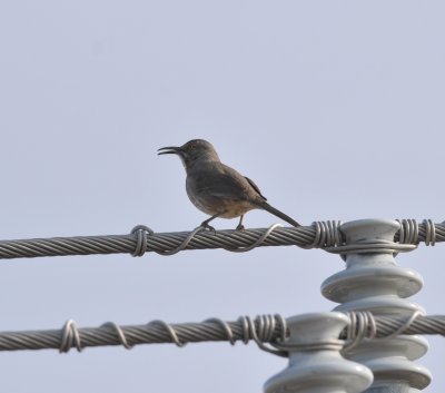 Curve-billed Thrasher, El Paso Co., CO, April 2017