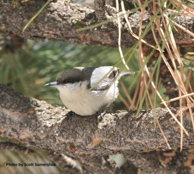 Pygmy Nuthatch, Genesee Park, Jefferson Co., CO April 2017