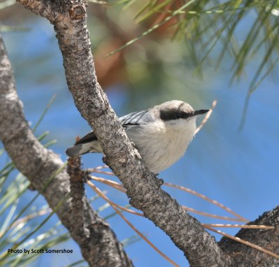 Pygmy Nuthatch, Genesee Park, Jefferson Co., CO April 2017