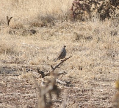 Scaled Quail, El Paso Co., CO Apr 17