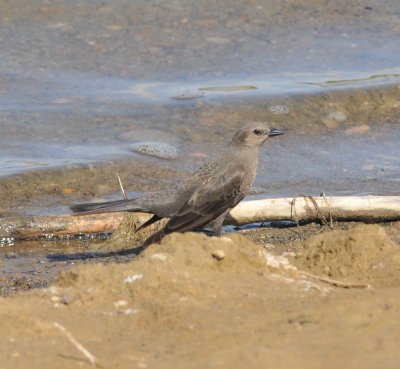 Brewer's Blackbird, Robert Easton Park, Jefferson Co CO April 17