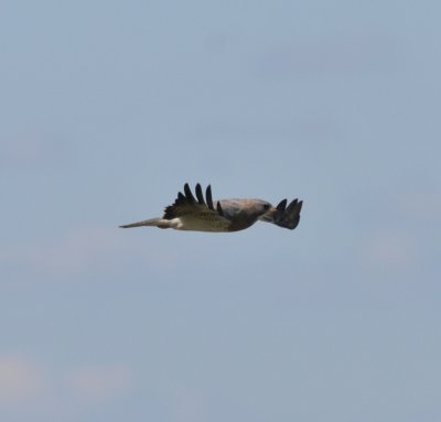Swainson's Hawk, Robert Easton Park, Jefferson Co CO April 17