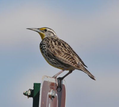 Western Meadowlark, Robert Easton Park, Jefferson Co CO April 17
