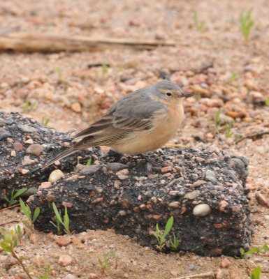 American Pipit, Chatfield SP, Douglas Co., CO, Apr 17