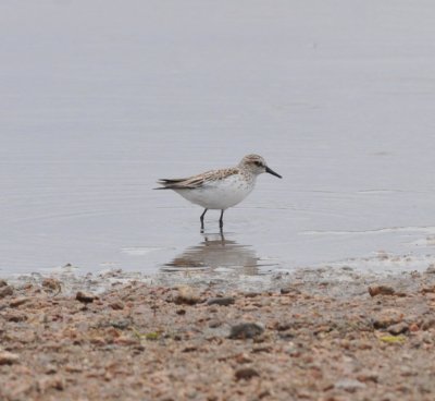 Semipalmated Sandpiper, Chatfield SP, Douglas Co., CO, Apr 17