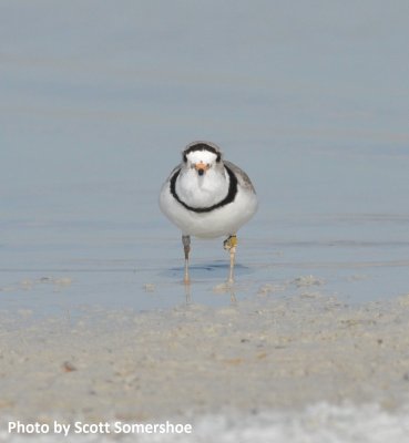 Piping Plover, Westby MT
