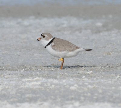 Piping Plover, Westby MT