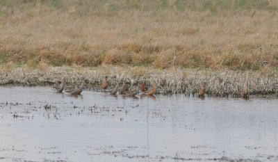 Stilt Sandpipers and LB Dowitchers, Medicine Lake NWR