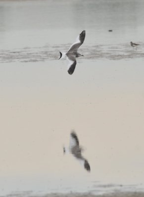 Sabine's Gull, Prewitt Res, CO, Sept 17