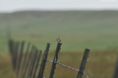Grasshopper Sparrow, Soapstone Prairie, CO, July 2017