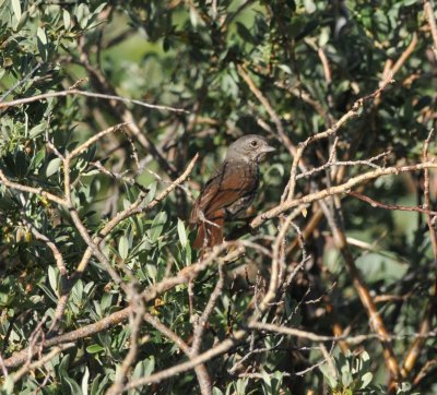 Fox Sparrow, Echo Lake, CO, July 2017