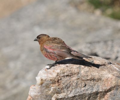 Brown-capped Rosy-Finch, Mt Evans, July 2017