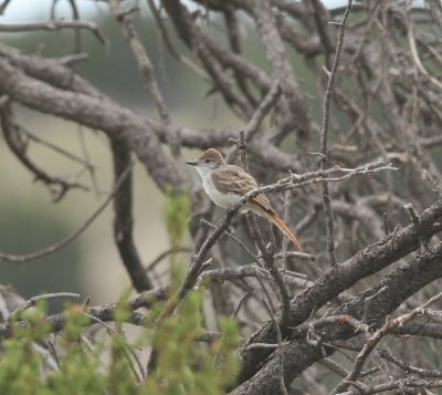 Ash-throated Flycatcher, Brush Hollow SWA, Fremont Co CO, July 17