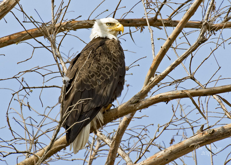 Bald Eagle