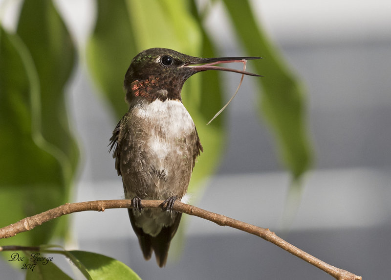 Ruby-throated Hummingbird (broken tongue??)