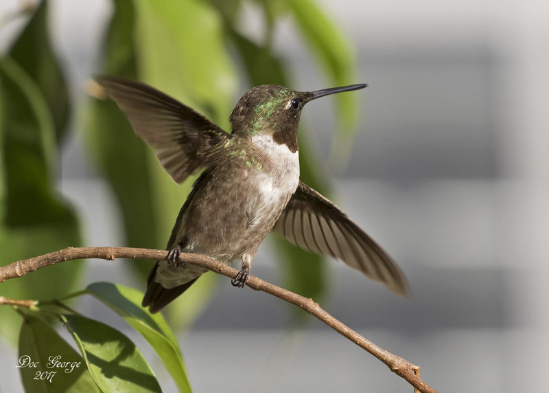 Ruby-throated Hummingbird