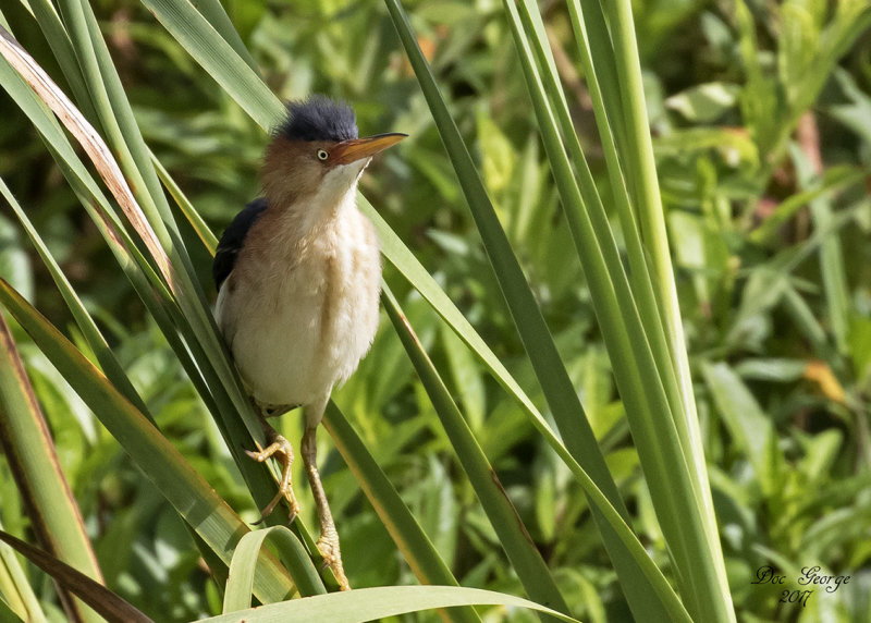 Least Bittern