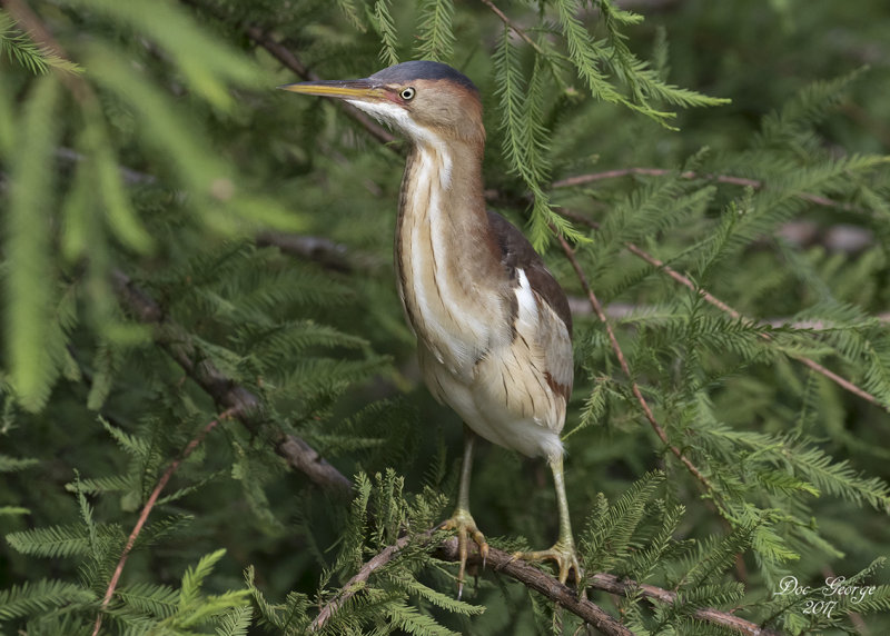 Least Bittern