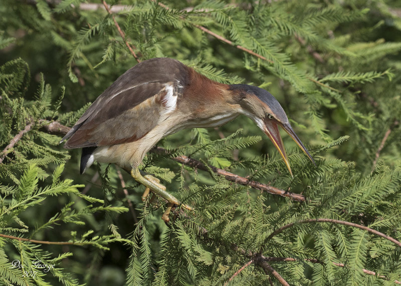 Least Bittern