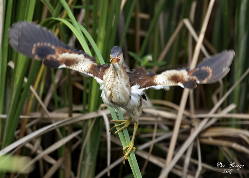Least Bittern