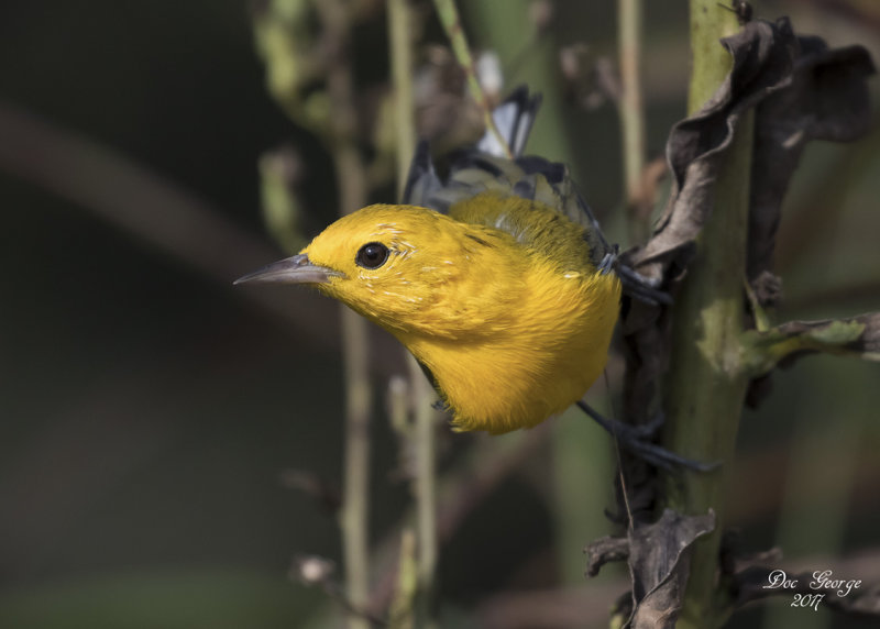 Prothonotary Warbler