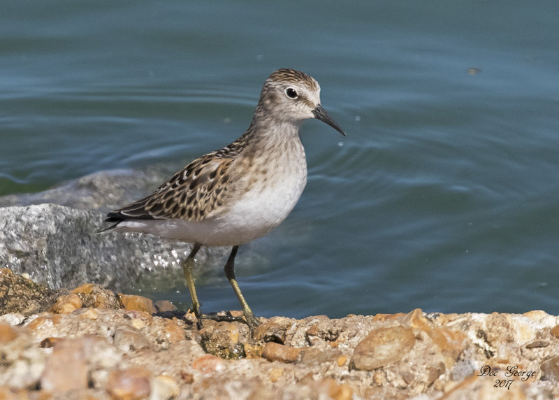 Least Sandpiper