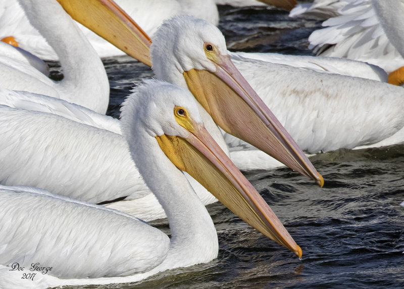American White Pelicans