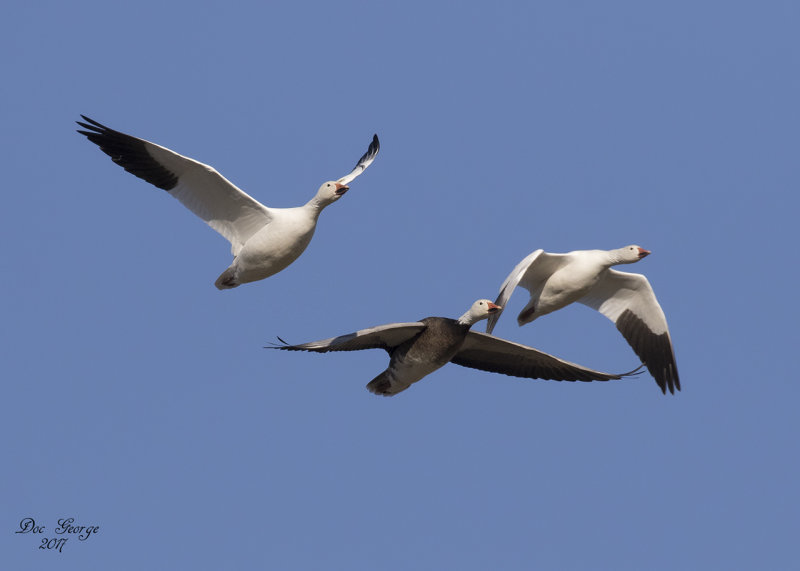 Snow Geese
